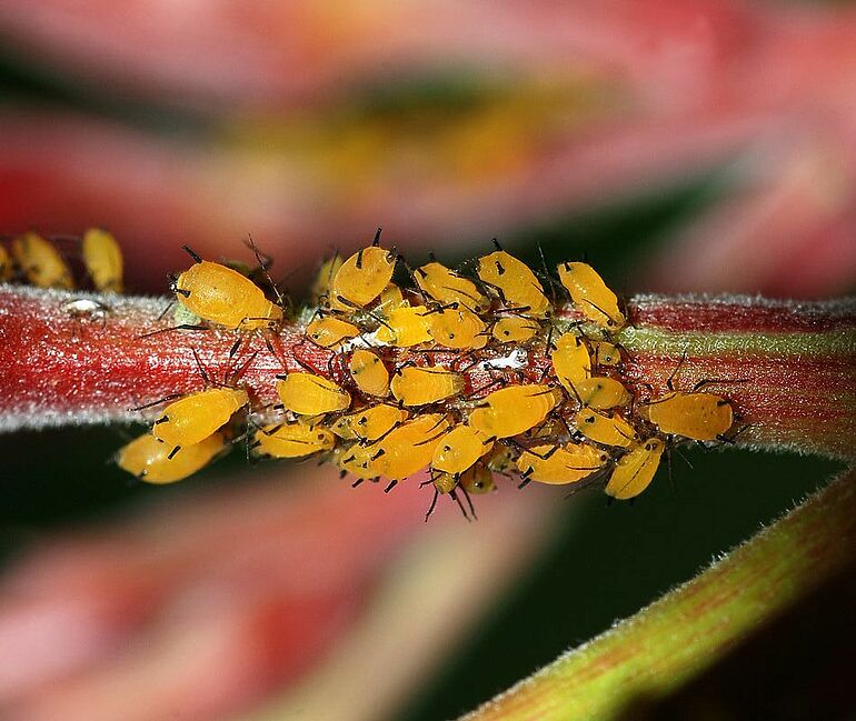 How To Identify And Get Rid Of Aphids On Your Trees And Shrubs 6770